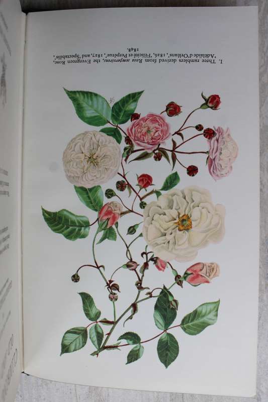 Climbing Roses Old and New -Graham Stuart Thomas