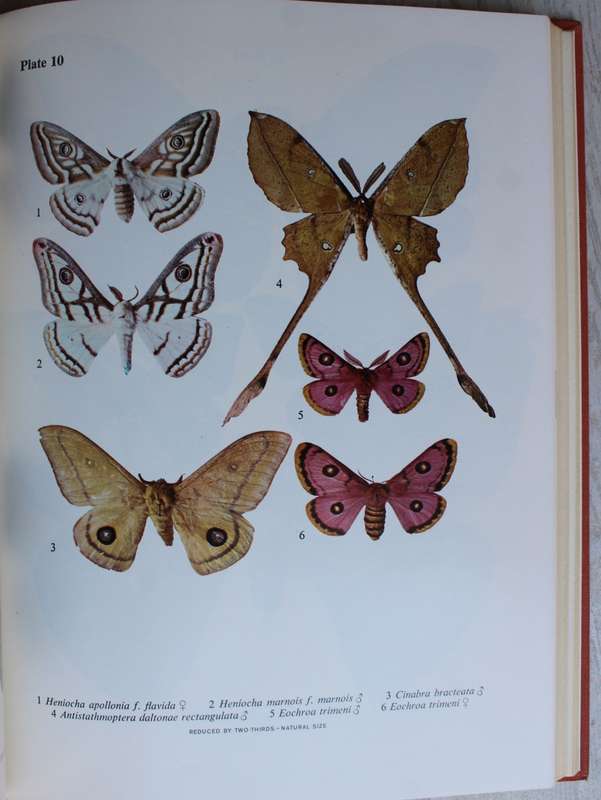 Emperor Moths of South and South-Central Africa - Elliott Pinhey
