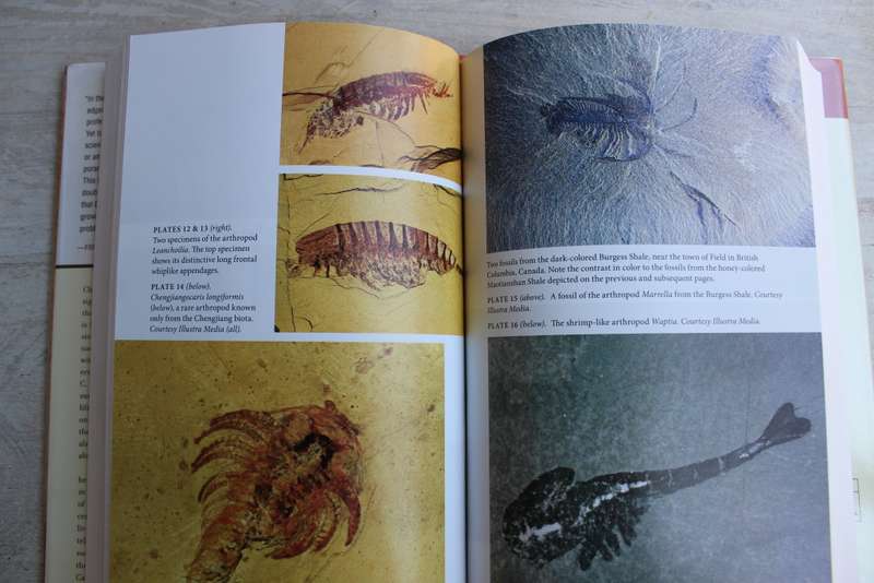 Darwin`s Doubt: The Explosive Origin of Animal Life and the Case for Intelligent Design - Meyer