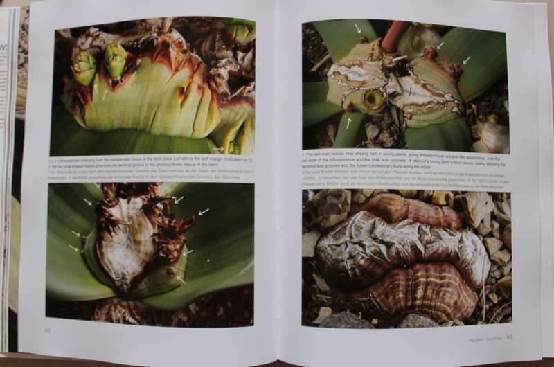 Welwitschia Mirabilis - Uncrowned Monarch of the Namib