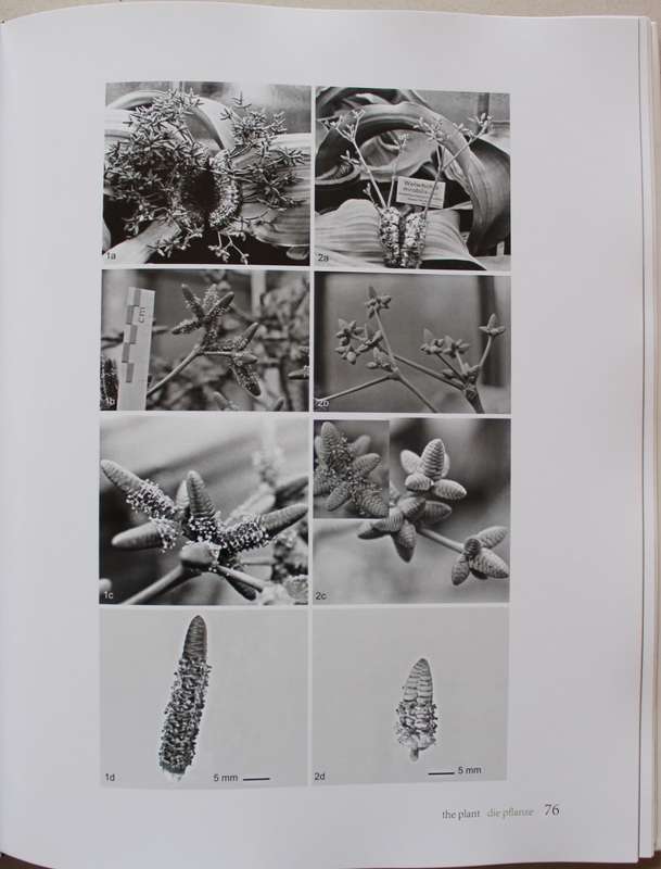 Welwitschia Mirabilis - Uncrowned Monarch of the Namib