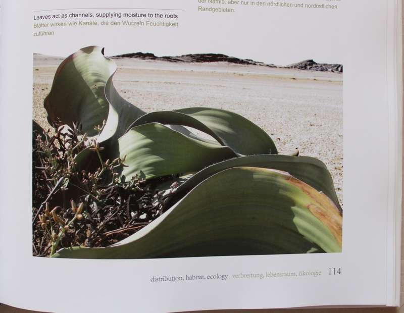 Welwitschia Mirabilis - Uncrowned Monarch of the Namib