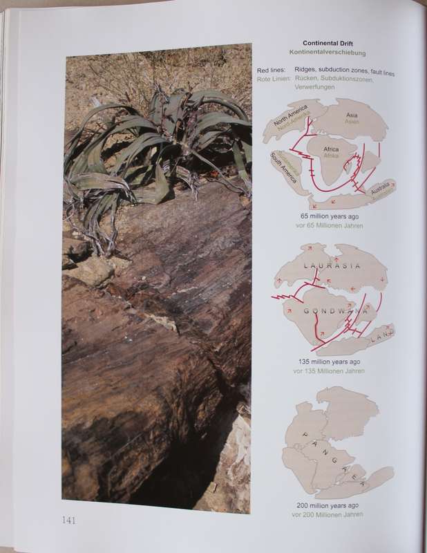Welwitschia Mirabilis - Uncrowned Monarch of the Namib