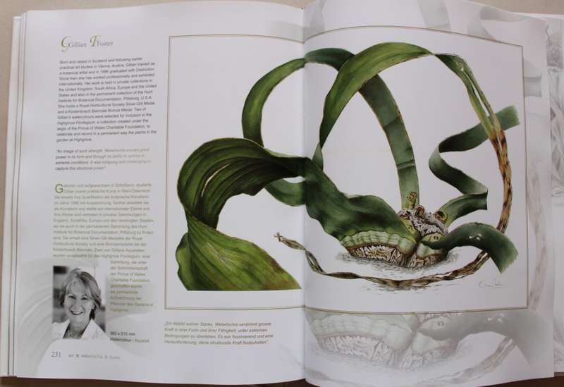 Welwitschia Mirabilis - Uncrowned Monarch of the Namib