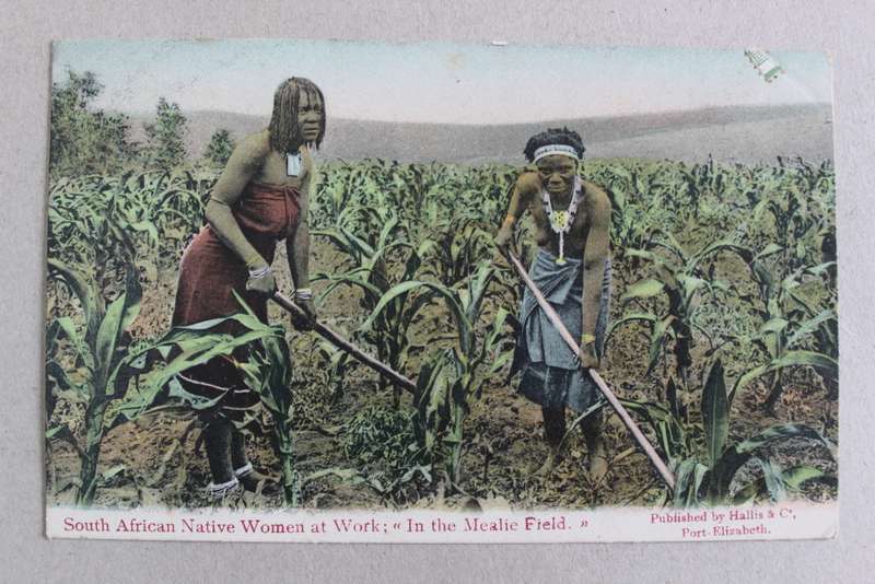Postcard post card - South African Native Women in the mealie field