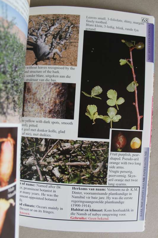 Commiphora Southern Africa / Suider-Afrika  -  Marthinus Steyn