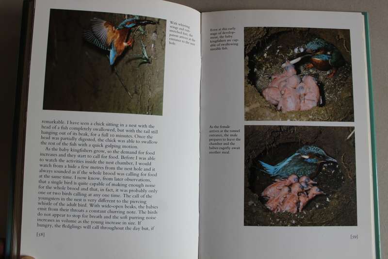 The Kingfisher - David Boag