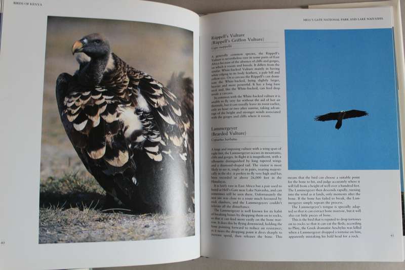 Birds of Kenya, a celebration - Dave Richards
