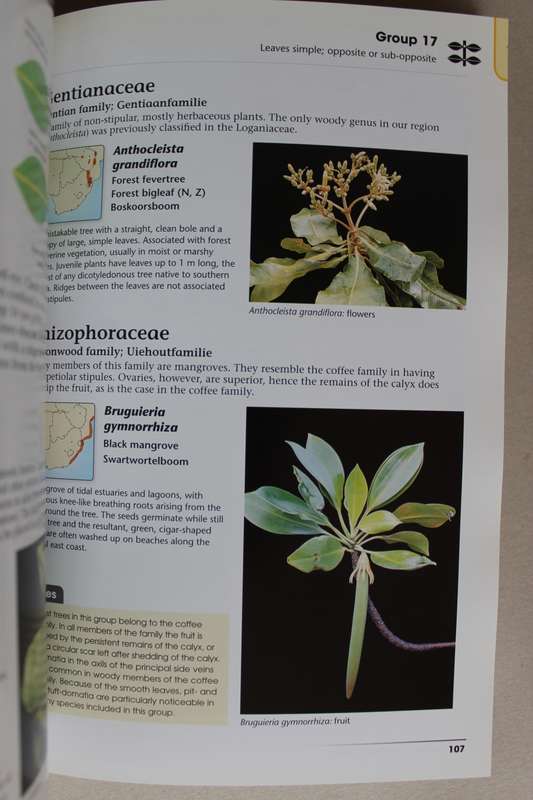 How To Identify Trees In South Africa-  Braam van Wyk, Piet Van Wyk