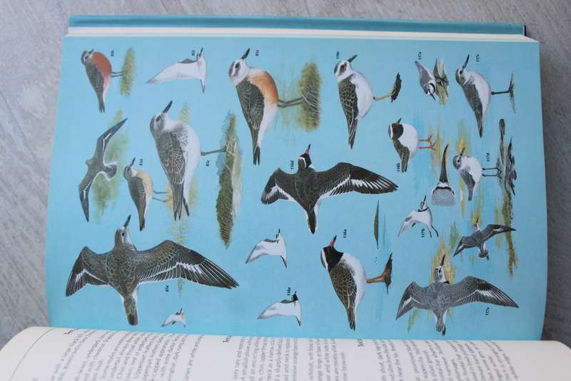 Shorebirds -Identification guide to waders of the world / Hayman