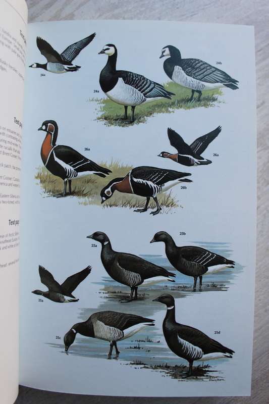 Wildfowl - An identification guide to the duck, geese & swans of the world