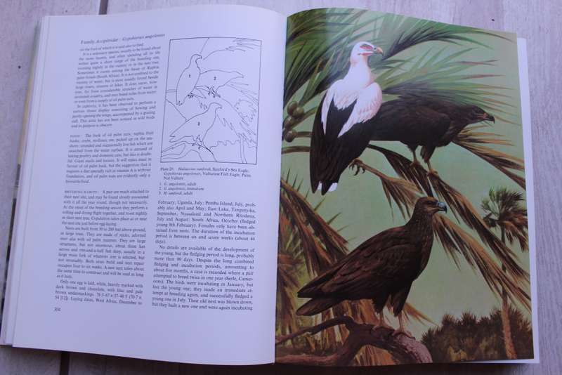 Eagles , Hawks & Falcons of the world - Brown & Amadon
