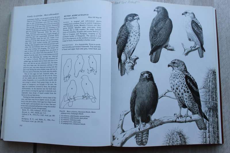 Eagles , Hawks & Falcons of the world - Brown & Amadon