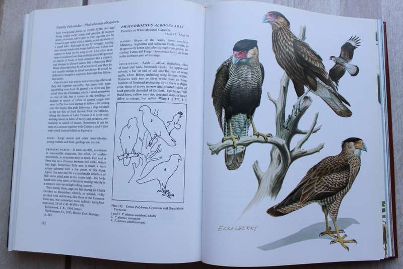 Eagles , Hawks & Falcons of the world - Brown & Amadon