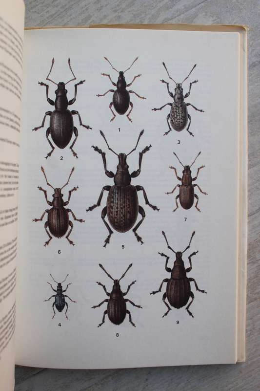 A Feild Guide in clour to Beetles