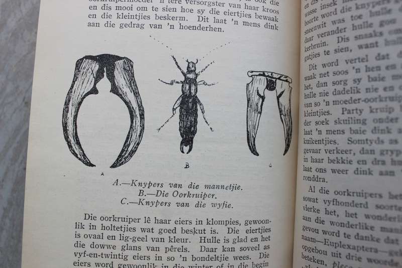 Natuur- en Landbousessies - Merkwaardige insekte / Heese & Van Rooyen