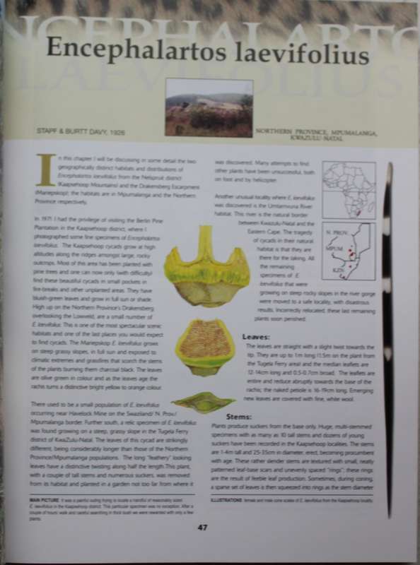 Cycads of Africa - Doyglas Goode