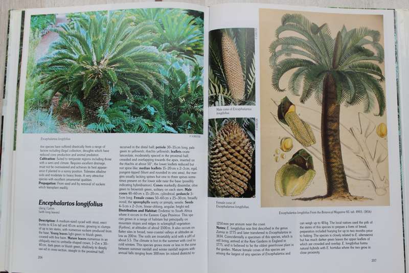 Cycads of the World Ancient Plants in Todays World /  David L Jones