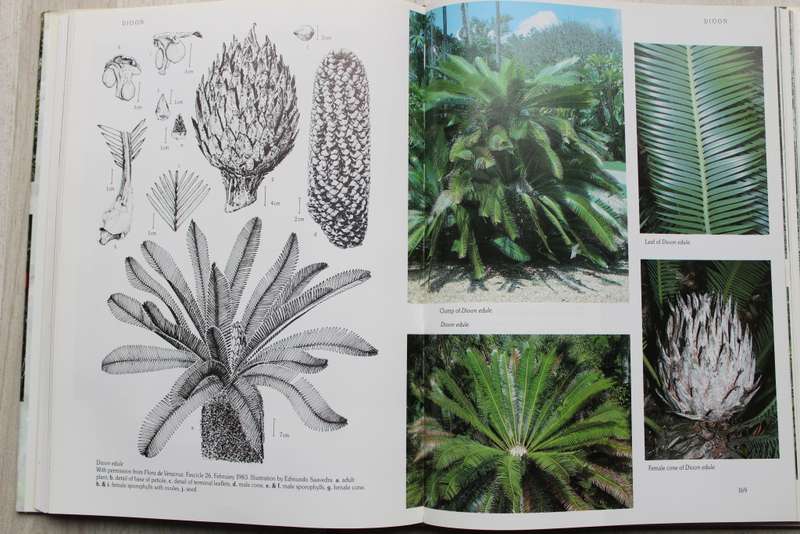 Cycads of the World Ancient Plants in Todays World /  David L Jones