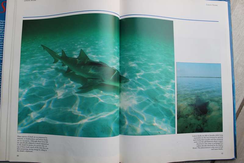 The world's most feared underwater killer sharks - Farina
