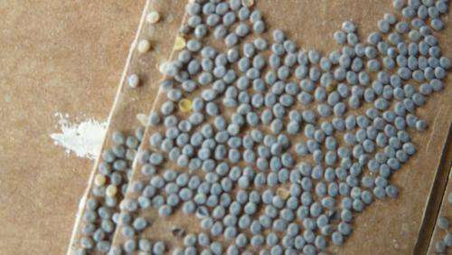 Silkworm Eggs
