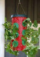 Upside Down Strawberry Planter