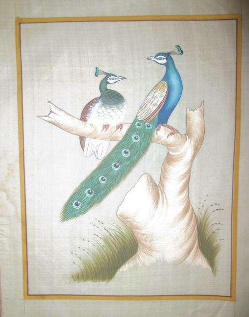 Beautiful Peacocks