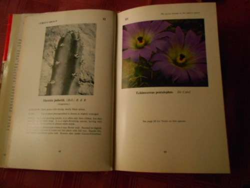 COLLECTORS CACTI -  E BLOOM    and    CACTI and  OTHER SUCCULENTS  E LAMB
