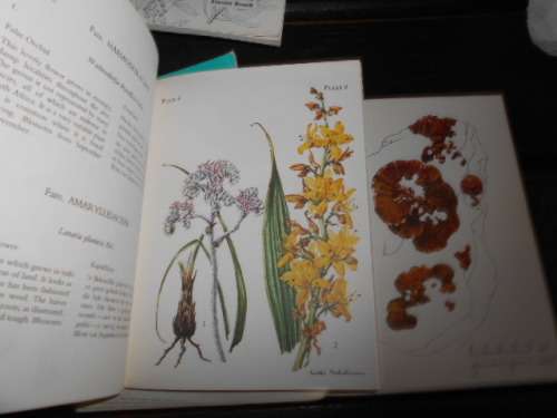 3 TSITSIKAMA NATIONAL COASTAL  PARK BOOKS  SEAWEEDS, FISHES, FLOWERING PLANTS