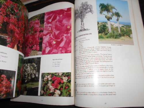 2  garden books - PALMS by Lynn Lawler and Bougainvillea Jan Iredell