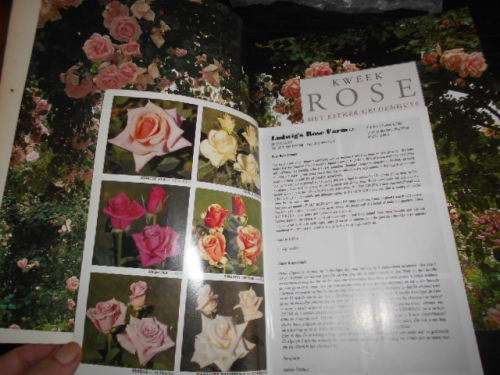 2  ROSE BOOKS -  KWEEK ROSE E GELDENHUYS  and LUDWIGSROSES RETAILCATALOGUE 1994/95