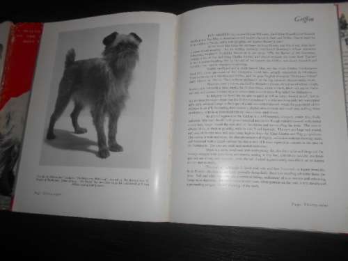 Aristocrats of the Show-Ring in South Africa - Author: Lt,-Col. Alex V. Stevenson illus dog photos