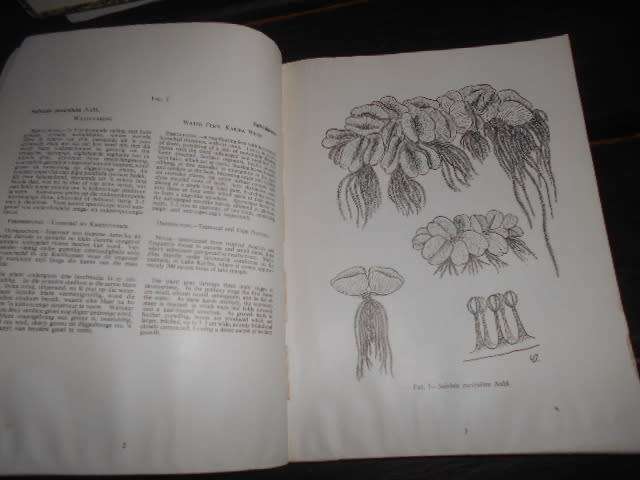 Common Weeds/Onkruide in South Africa botaniese memoir nr. 37 illus weeds softback 1966