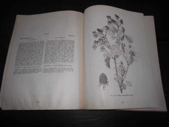 Common Weeds/Onkruide in South Africa botaniese memoir nr. 37 illus weeds softback 1966