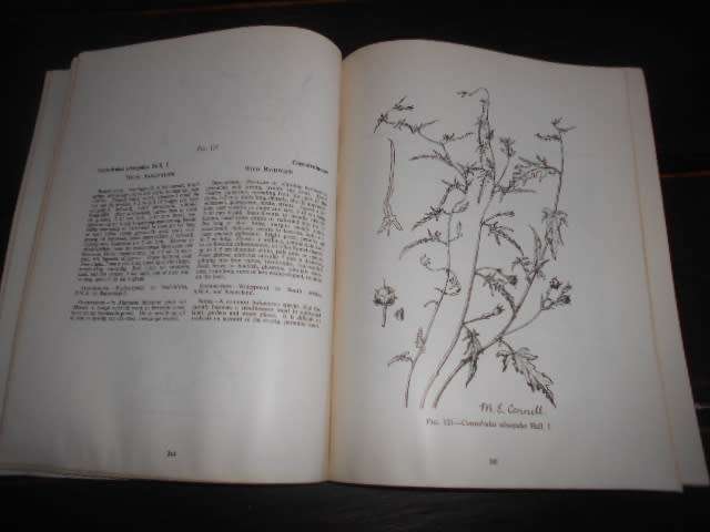 Common Weeds/Onkruide in South Africa botaniese memoir nr. 37 illus weeds softback 1966
