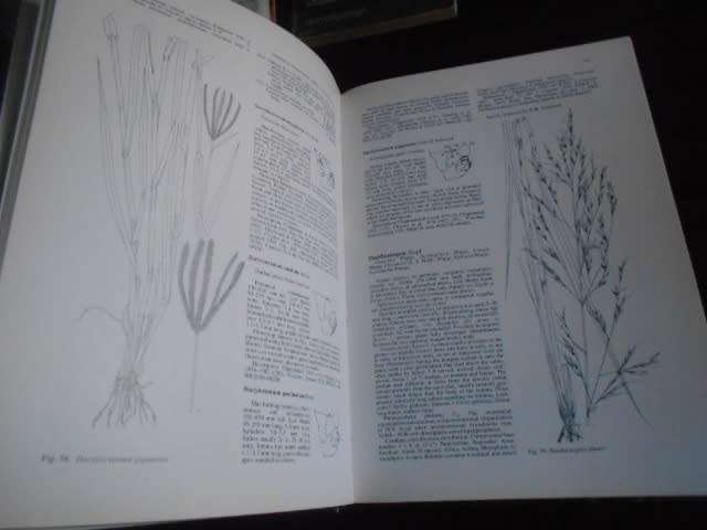 Grasses of Southern Africa 1991  illusNational Botanic Gardens Identification manual no 58