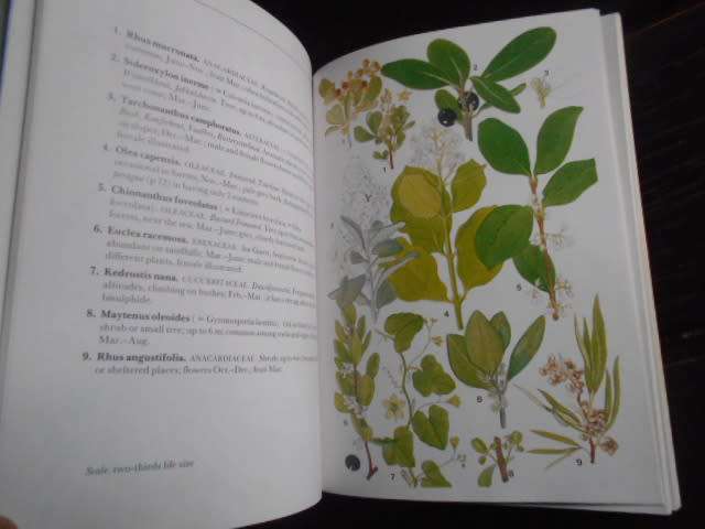 CAPE PENINSULA SA Wild Flower Guide 3  bot society softb M Maytham Kidd