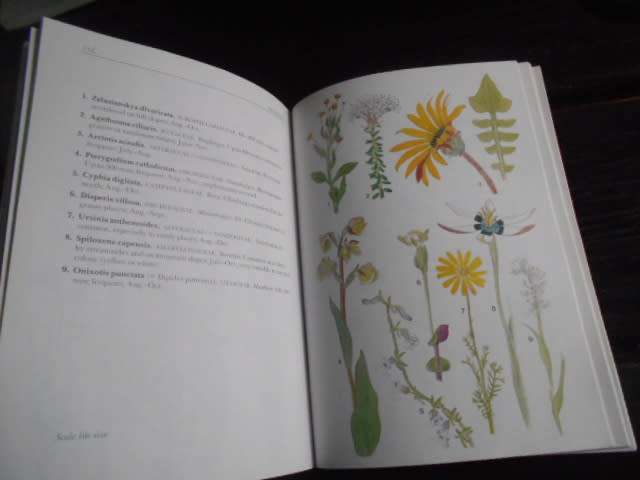 CAPE PENINSULA SA Wild Flower Guide 3  bot society softb M Maytham Kidd