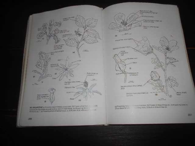 LEVYNS GUIDE -PLANT GENERA SOUTHWESTERN CAPE  - T Smith -Bolus Herbarium NO 21