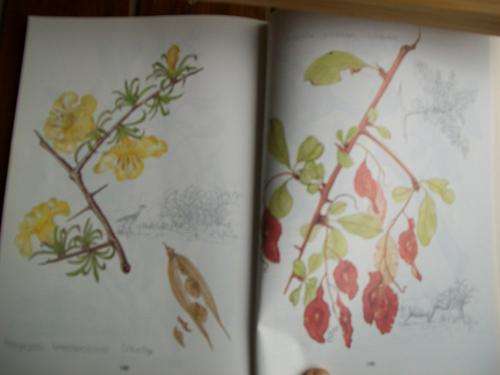 CORNELIA BERRY - BOME & STRUIKE VAN NASIONALE ETOSHA-WILDTUIN  ILLUS SKETSE. BLYTHE LOUTIT