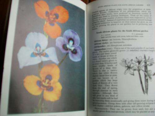 UNA VAN DER SPUY - GARDENING IN SOUTHERN AFRICA -THE FLOWER GARDEN ILLUS dahlias, trigidias etc.