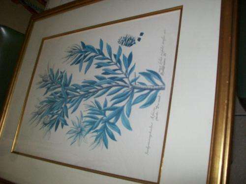 LARGE FRAMED BOTANICAL PRINT GUSTO BRAND  (SCOBYMOCEPHAULUS AFRICA) GLASS FRAMED IN GOLD FRAME