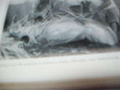 RALPH NADING HILL - WINDOW IN THE SEA -1956 First ED -  LLUST MONO PHOTOS.- MARINE  DIVING BOOK