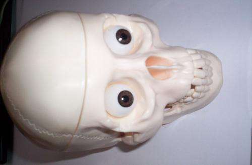 PLASTIC SCELATON HEAD