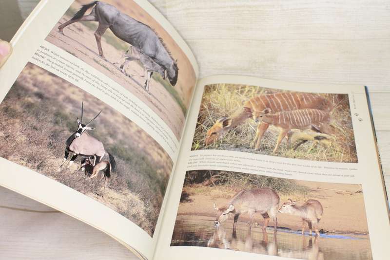 Bush Babies Young African Wildlife - A Visual Celebration by Nigel Dennis and Roger de la Harpe