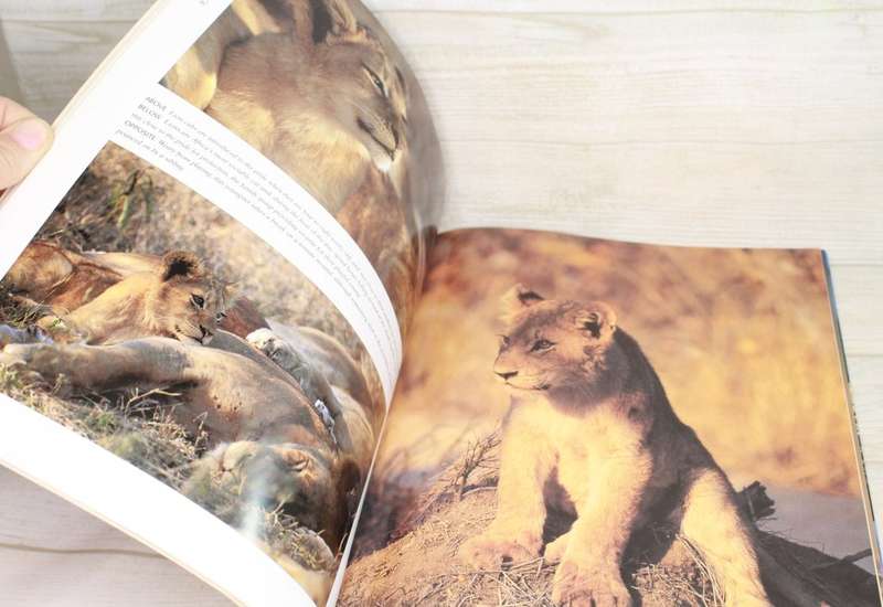 Bush Babies Young African Wildlife - A Visual Celebration by Nigel Dennis and Roger de la Harpe