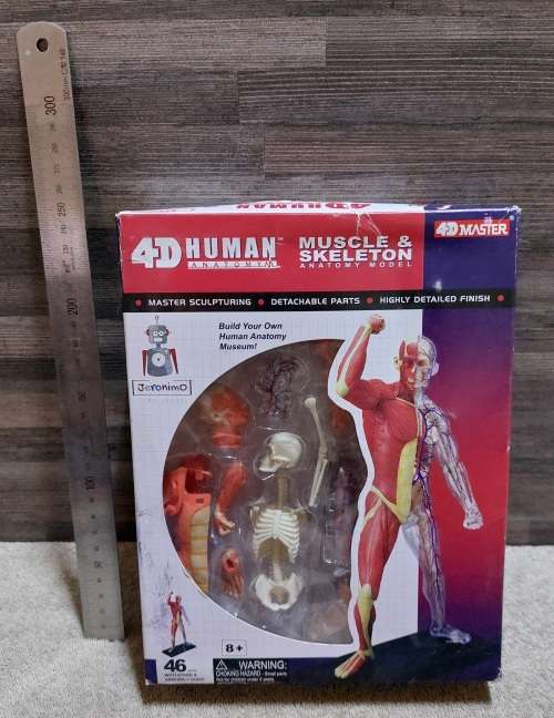 4D Human Anatomy Model