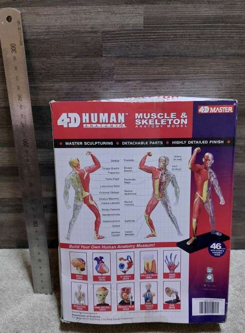 4D Human Anatomy Model