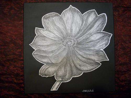 "The Gerbera Daisy" Black ink on white stretched canvas 455mm x 455mm,part of the 'Flora Collection'