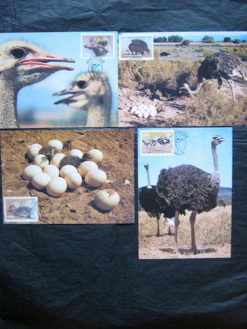 SWA - 1985 OSTRICHES - SET OF 4 POSTCARDS